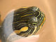 Tortuga pintada<br />(Chrysemys picta)