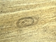 <i>Trichinella spiralis</i>