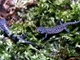 Tritón alpino<br />(Ichthyosaura alpestris)