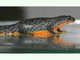 Tritón alpino<br />(Ichthyosaura alpestris)