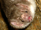 Vampiro común<br />(Desmodus rotundus)