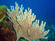 Vara de mar espinosa<br />(Muricea elongata)
