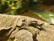 Varano gigante de Nueva Guinea<br />(Varanus salvadorii)