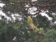 Verderón serrano<br />(Carduelis citrinella)