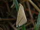 Vestal<br />(Rhodometra sacraria)