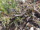 Víbora común europea<br />(Vipera berus)