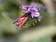 Zigena púrpura<br />(Zygaena purpuralis)