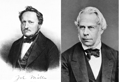 Müller, J.P. & Henle