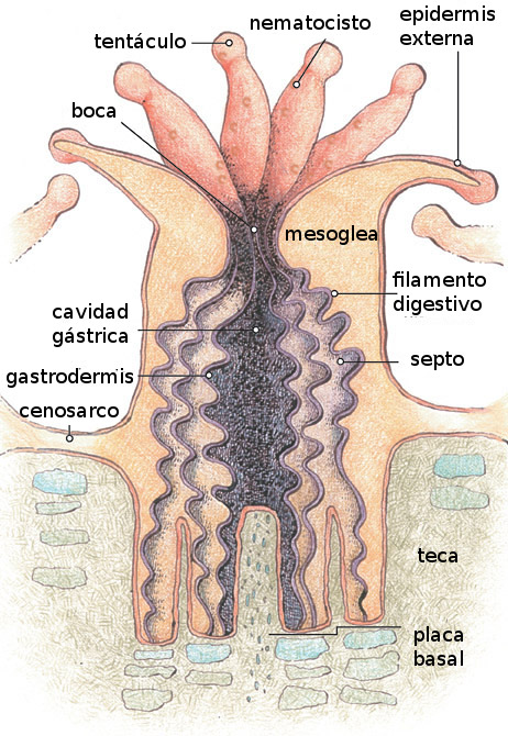 anatomía de un antozoo