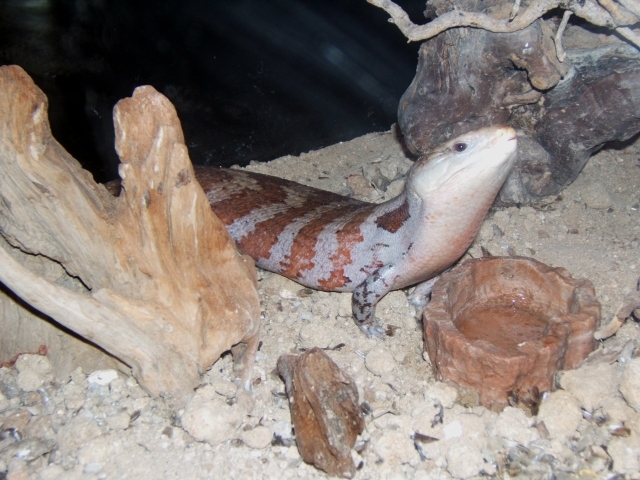 Escinco De Lengua Azul (imágenes) | Animalandia.