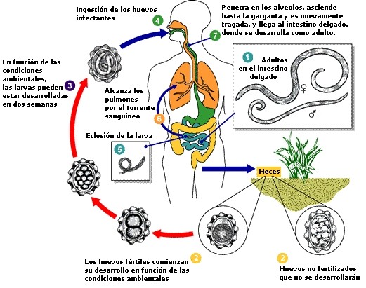 Ciclo de vida de Ascaris lumbricoides