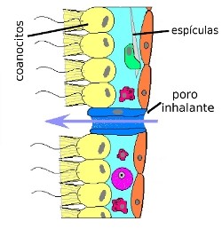 coanocitos