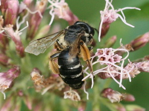Andrena flavipes