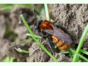 Andrena fulva