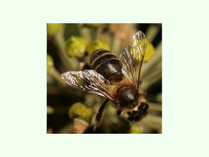 Apis mellifera