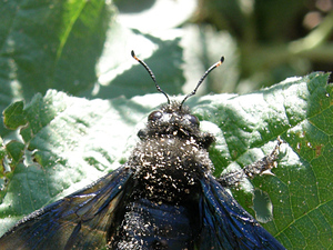 Xylocopa violacea