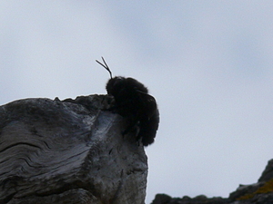 Xylocopa violacea