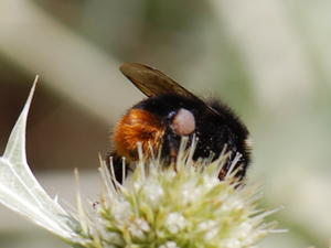 Bombus lapidarius