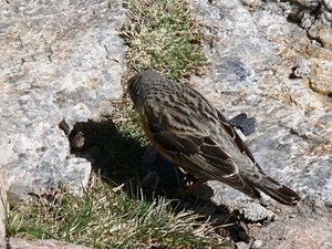 Prunella collaris