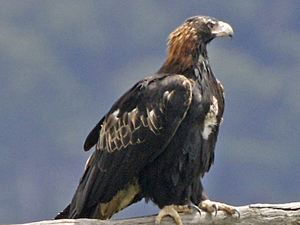 Aquila audax