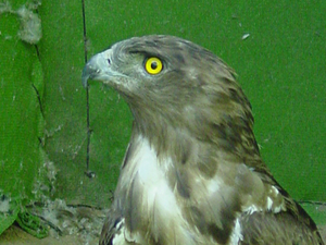 Circaetus gallicus