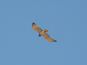 Circaetus gallicus