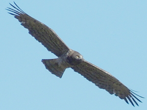 Circaetus gallicus