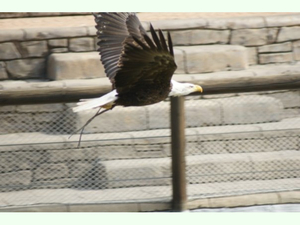 Haliaeetus leucocephalus