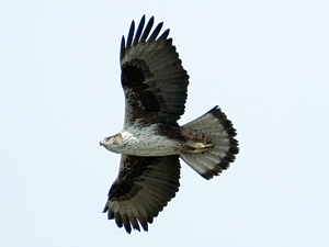 Aquila fasciata