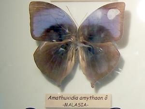 Amathuxidia amythaon