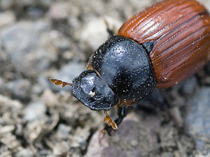 Aphodius fimetarius