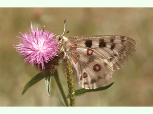 Parnassius apollo