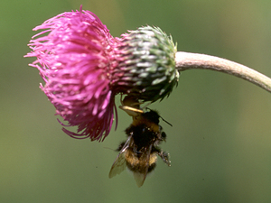 Misumena vatia