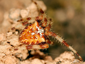 Araneus diadematus