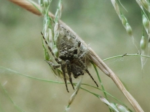 Gibbaranea bituberculata