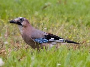 Garrulus glandarius