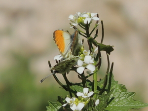 Anthocharis cardamines