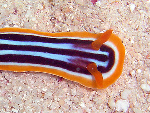 Chromodoris quadricolor