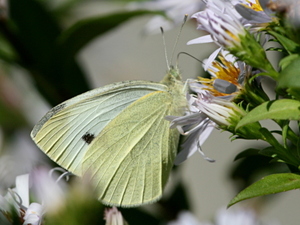 Pieris brassicae