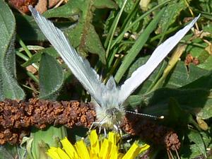 Pieris napi