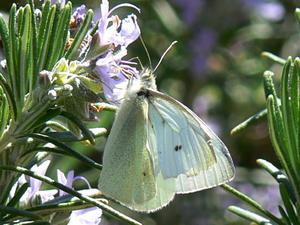 Pieris rapae