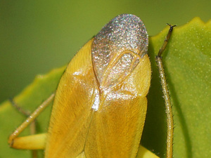 Brachycoleus pilicornis