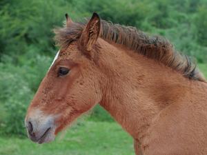 Equus caballus