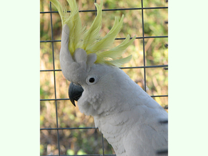 Cacatua galerita