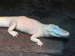 Alligator mississippiensis