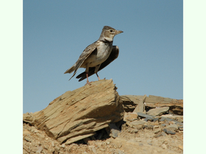 Melanocorypha calandra