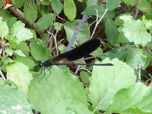 Calopteryx virgo