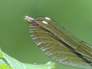 Calopteryx virgo