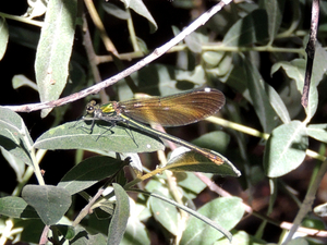 Calopteryx virgo