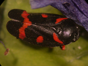 Cercopis intermedia